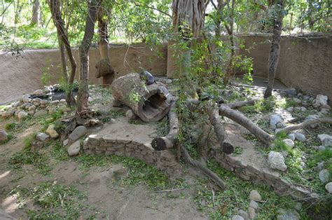 Giant Otter Habitat - ZooChat