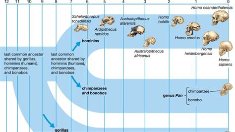 ape | Definition & Facts | Britannica