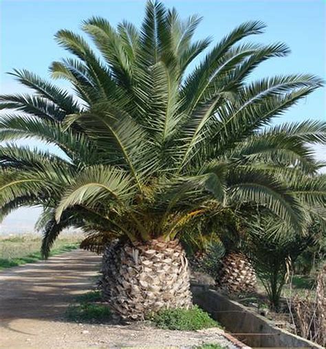 Plants & Flowers » Canary Island Date Palm