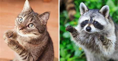 Do Cat Raccoon Mixes Exist? - Kitty Devotees