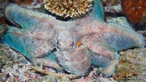 Octopus, the master of camouflage - Ocean Dimensions