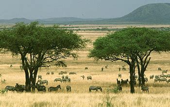 African Grassland Trees