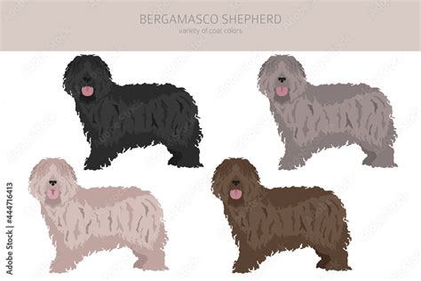 Bergamasco shepherd clipart. Different coat colors and poses set Stock ...