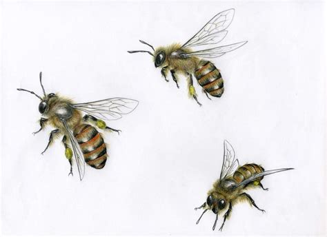 Realistic Bee On Flower Drawing 26++ Images Result | Duseyod