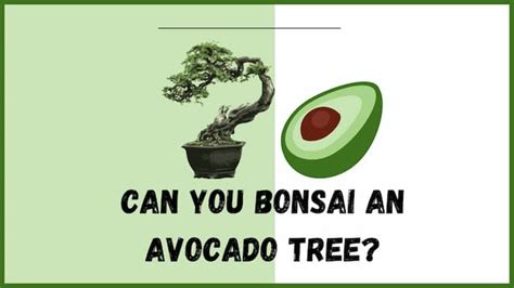 Can You Bonsai An Avocado Tree? (Avocado Bonsai) - Plant Paladin