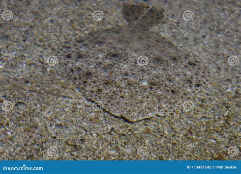 Flat fish camouflage stock photo. Image of abnormal - 113481542