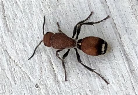 How Bad Is A Velvet Ant Sting? What To Do if Stung? - What's That Bug?