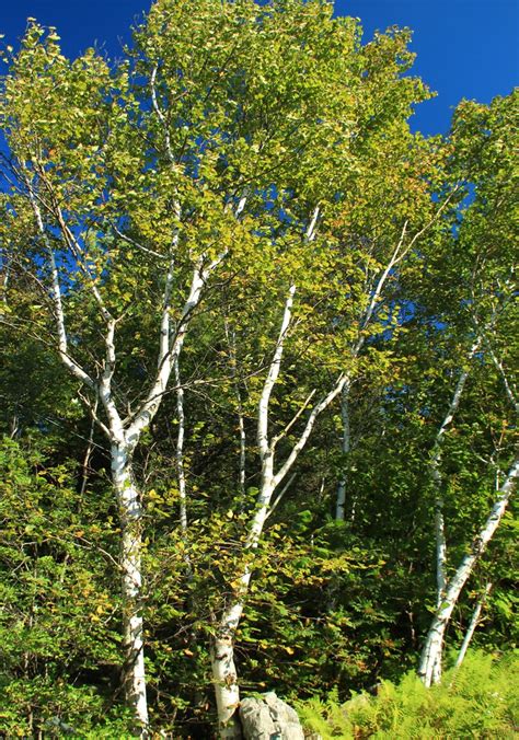 Betula papyrifera (Canoe Birch, Kenai Birch, Mountain Paper Birch ...