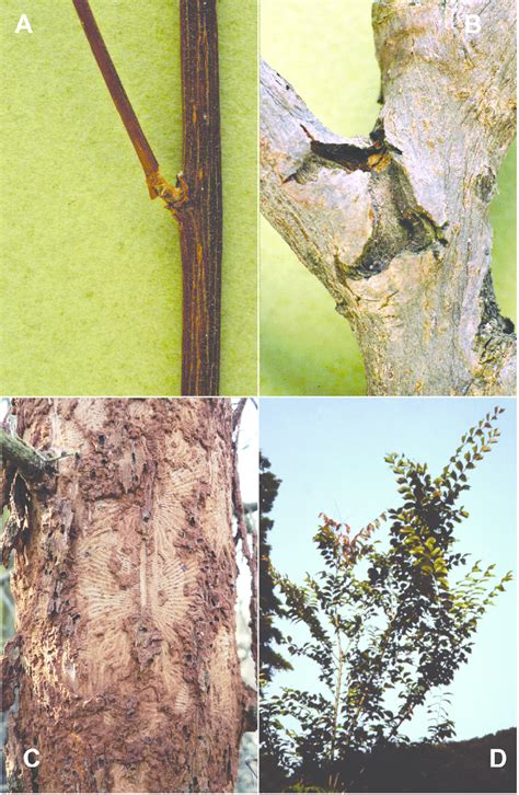 5. Symptoms on elm trees at different stages of the elm bark beetle... | Download Scientific Diagram