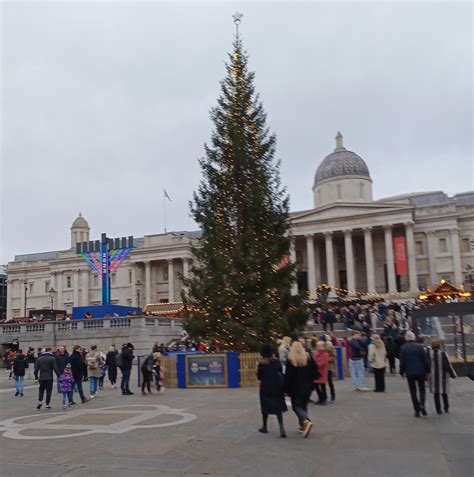 Trafalgar Square Christmas tree, 2023 | Plant-Lore