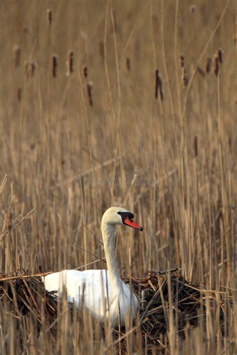 Single Mute Swan Bird on a Nest during the Spring Nesting Period Stock Photo - Image of leaf ...