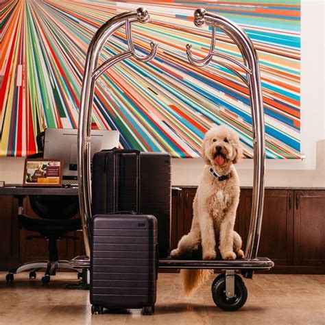 The 9 Most Pet-Friendly Hotels in the US - Brit + Co