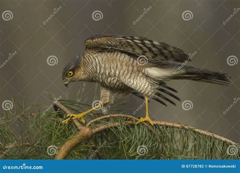 Sparrowhawk Accipiter Nisus Hunting for Small Birds Stock Photo - Image of eurasian, bird: 87728782