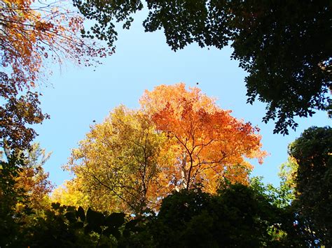 Fall Colours in October - Toronto Botanical Garden