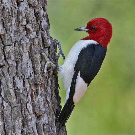 Red-headed Woodpecker Facts, Habitat, Diet, Life Cycle, Baby, Pictures