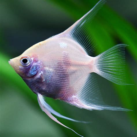 13 Types of Angelfish for Your Freshwater Aquarium (With Images)