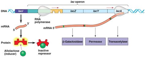 Select correct match with respect to lac operon model?