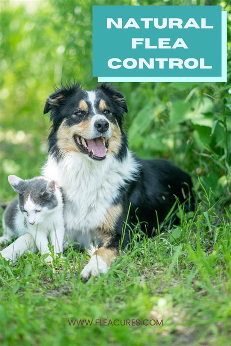 Natural Flea Control - Flea Cures