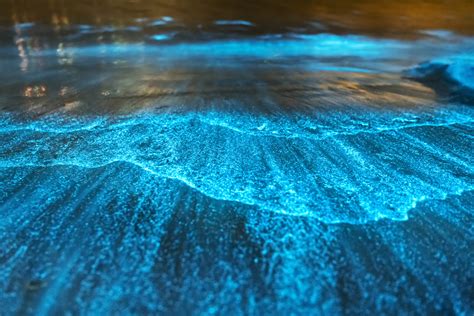 7 Bioluminescent Beaches and Bays Worth Visiting | Oyster