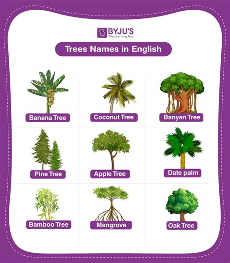 Tree Names - Explore the List of 20+ Tree Names in English