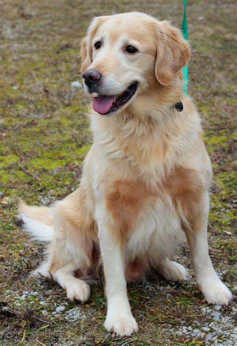 Golden Retriever Rescue Ohio