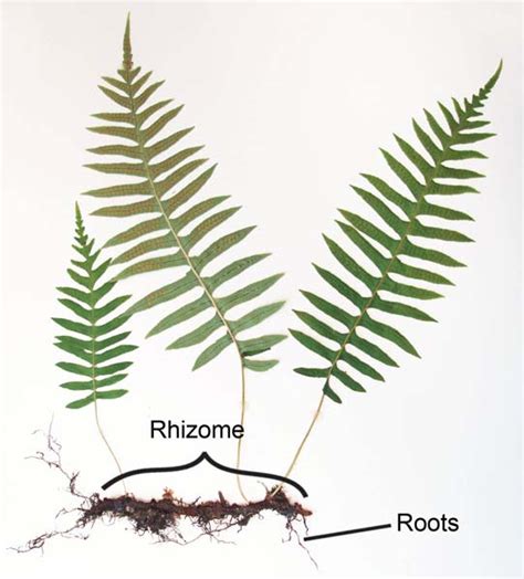 Fern Rhizomes