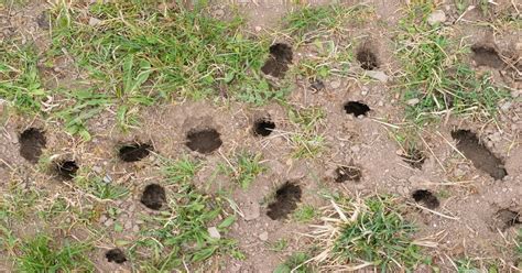 What Animal is Digging Holes in my Yard? (9 Animals) - GIY Plants