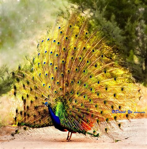 Peacock opens feathers - Peacock opens feathers at San Francisco zoo. | Peacock, Birds ...