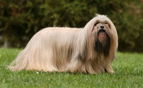 Top 10 Long Haired Dog Breeds in the World 2019 - Dogmal.com