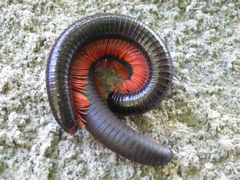 Giant African millipede: habitat, characteristics and curiosities