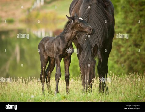 Newborn Percheron Draft Horse foal nuzzles mare grazing the tall grass meadow Stock Photo - Alamy