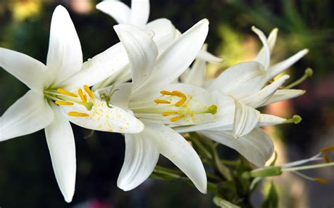 White Lily Flowers wallpaper | 2560x1600 | #23721