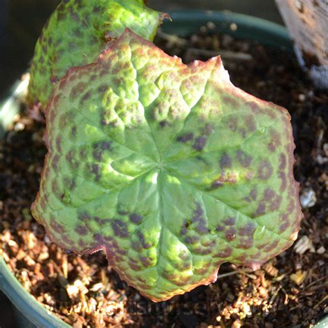 Podophyllum Spotty Dotty | | Arts Nursery Ltd