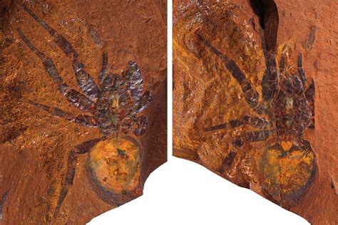 Exquisite spider fossils from Australia offer clues to their evolution ...