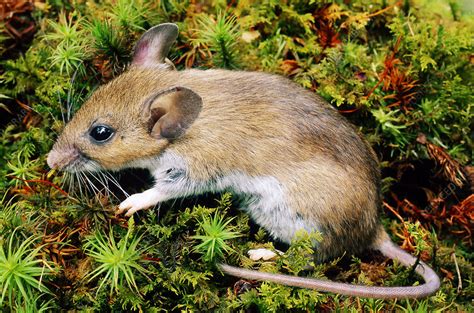 White-footed mouse - Stock Image - Z918/0126 - Science Photo Library