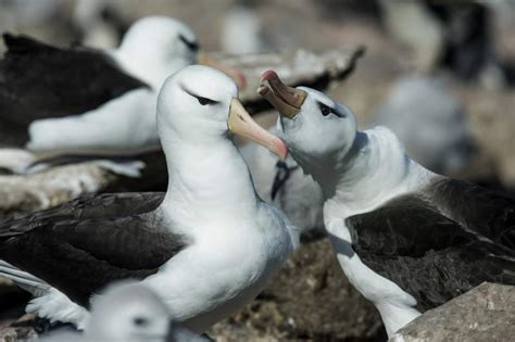 Black-browed Albatross (Thalassarche melanophris)