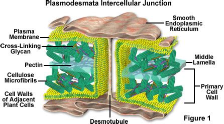 Molecular Expressions Cell Biology: Plant Cell Structure - Plasmodesmata