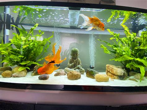 My fancy goldfish tank. : r/Goldfish