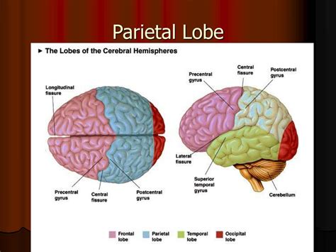 PPT - Parietal Lobe PowerPoint Presentation, free download - ID:422847