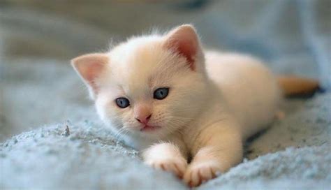 Cute Cat Wallpaper - Cute Baby Cats Wallpapers - Wallpaper Cave / Download and use 8,000+ cat ...