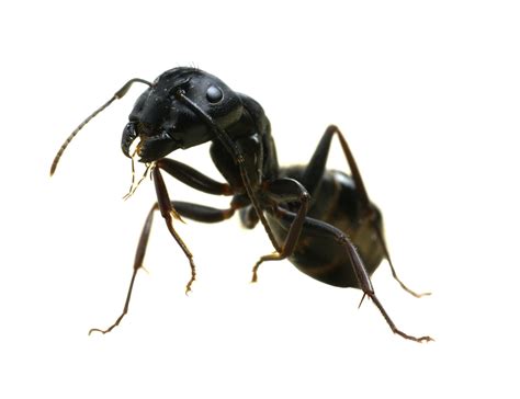 Carpenter Ants - NJ Exterminator | All Seasons Pest Control New Jersey