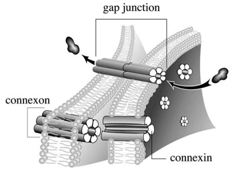 What are Gap Junctions? – KEOpS