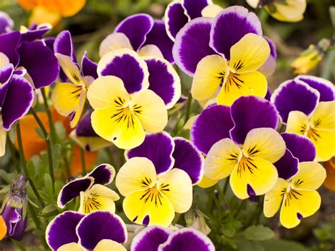 Pansy | Description, Flower, Species, & Facts | Britannica