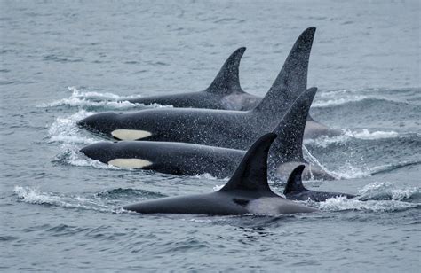 Killer Whale Research in Alaska | NOAA Fisheries