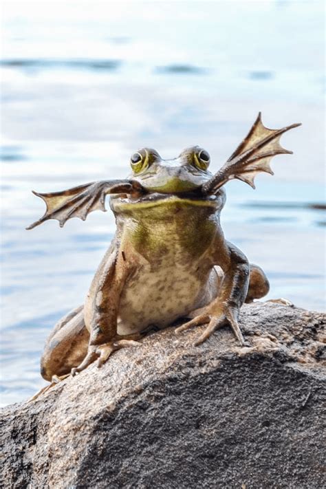 Frog eating other frog : r/natureismetal