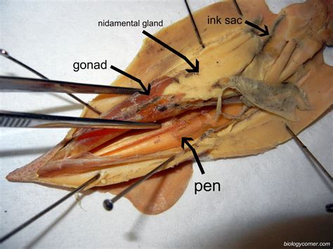 Squid Dissection