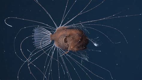 First-Ever Footage of Mating Anglerfish Stuns Marine Biologists | Biology | Sci-News.com