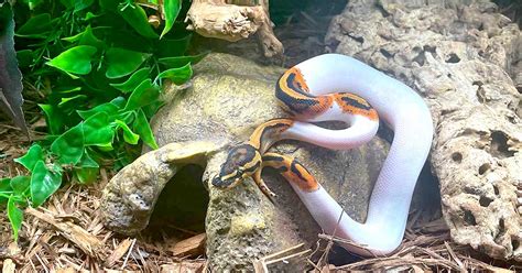 How to Set Up a Ball Python Habitat - XYZReptiles.com