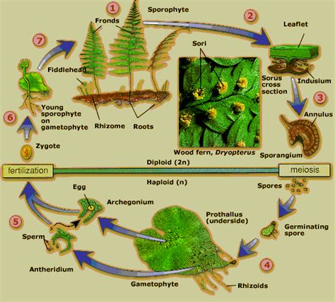 Metagenesis in Fern - Cell Division