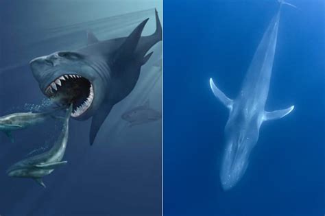 Megalodon vs Blue Whale - Who Would Win? - Online Field Guide